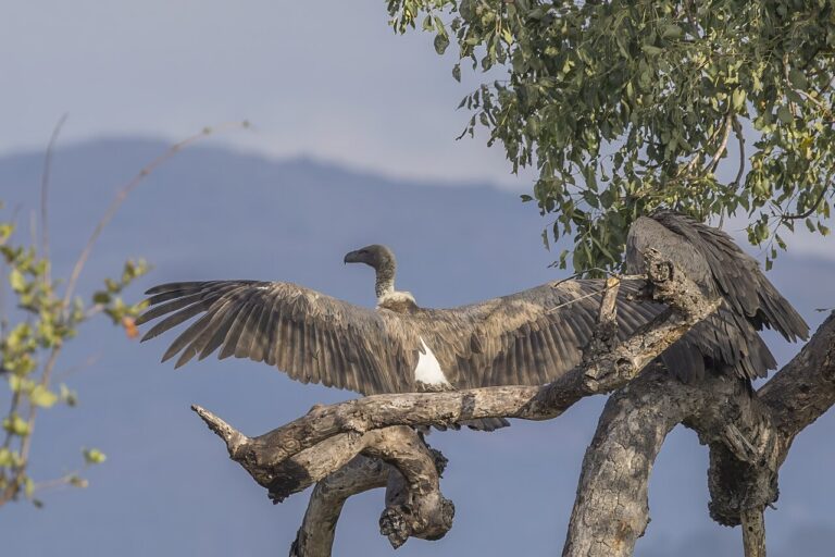 Banner image of a white-backed vulture (Gyps africanus), which is among the Nuer peoples’ gaatkuoth birds (meaning “children of god”). Image by Charles J. Sharp via Wikimedia Commons (CC BY-SA 4.0).