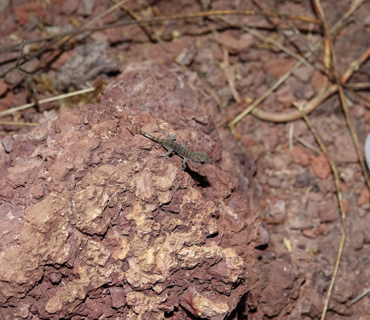 Mares’s leaf-toed gecko (Phyllodactylus maresi) made a comeback on Rábida Island after rat eradication. Photo courtesy of Rory Stansbury/IslandConservation