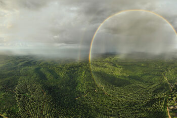 A full-circle rainbow arcing over a vast oil palm plantation in Jambi, Indonesia, carved out of what was once native rainforest. Image by Rhett A. Butler/Mongabay.