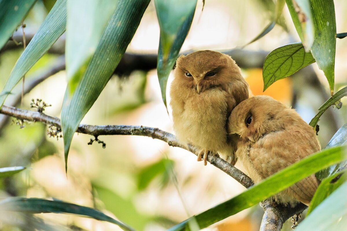 With nocturnal surveys and awareness building, Sri Lanka steps up to protect its owls