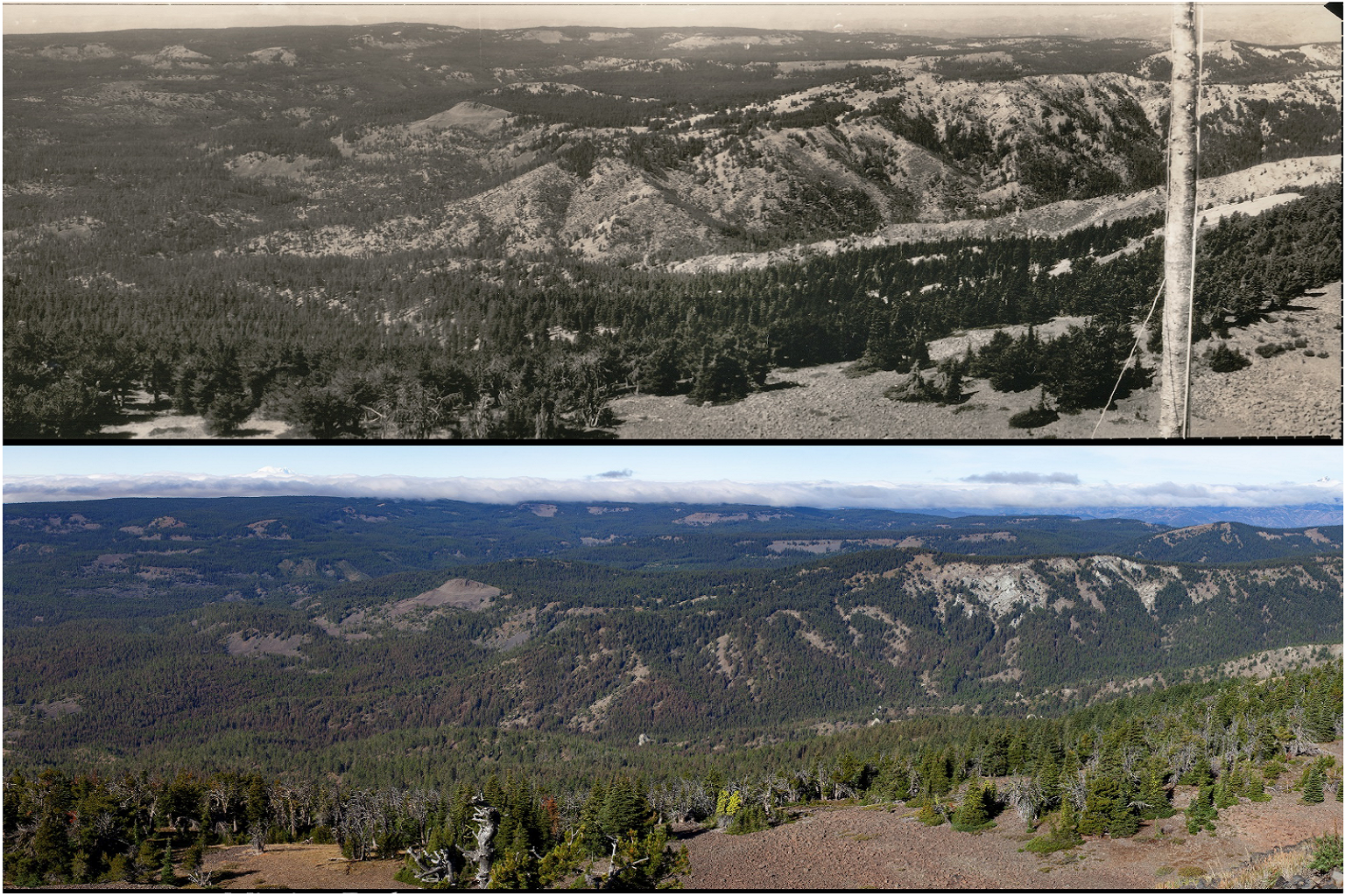 Fixing forests or fueling fires? Scientists split over active management 4 Two photographs show the increasing density of forests as a result of fire exclusion.