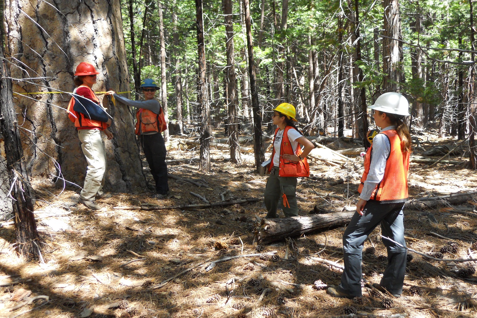 Fixing forests or fueling fires? Scientists split over active management 6 Researchers measure an old-growth tree as part of a modeling study at Emerald Bay State Park in California.