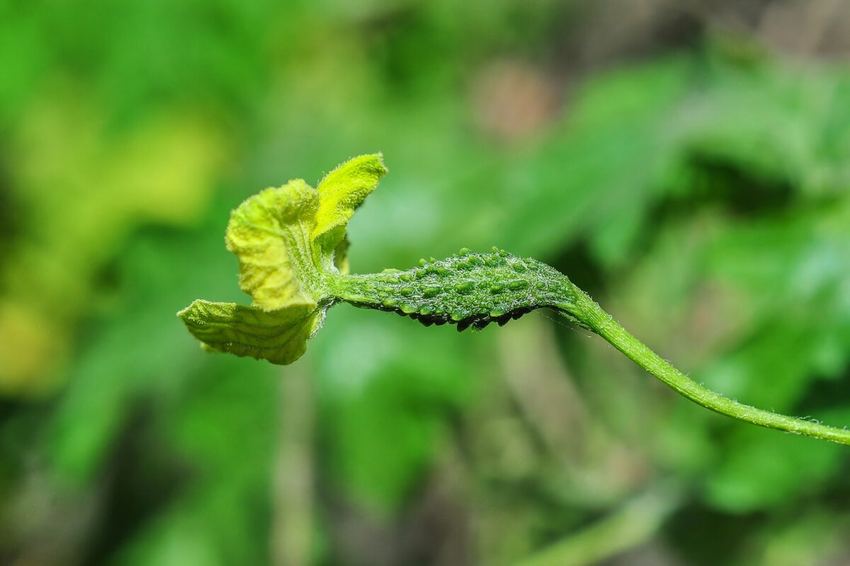 Filipino communities use vast variety of endemic plants for health: Study
