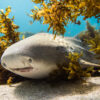 Leopard shark. Photo by Alex Kydd.