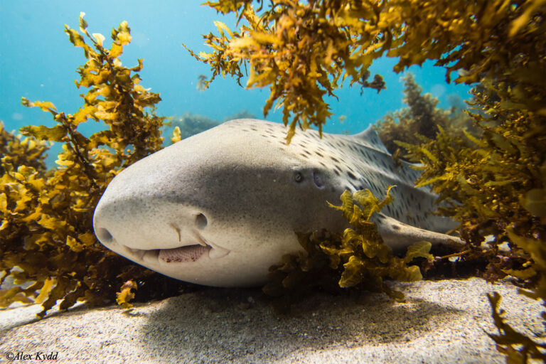 Leopard shark. Photo by Alex Kydd.