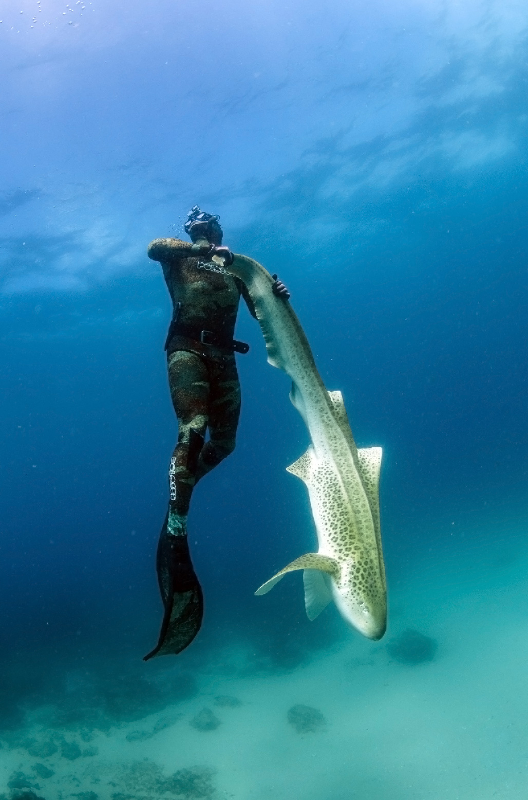 Can we undo extinction? A growing effort to restore lost sharks 5 Cameron Cotterel gently lifting a leopard shark to the surface for acoustic tagging surgery off North Stradbroke Island, Australia. Photo courtesy of Simon Pierce.