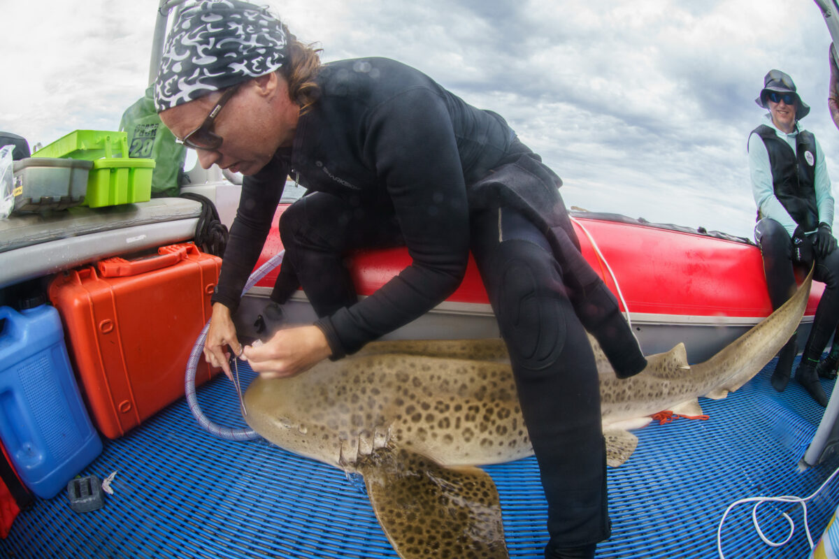 Can we undo extinction? A growing effort to restore lost sharks 6 Leopard shark expert Dr. Christine Dudgeon takes a genetic sample from a leopard shark from North Stradbroke Island before releasing it. Photo courtesy of Simon Pierce.