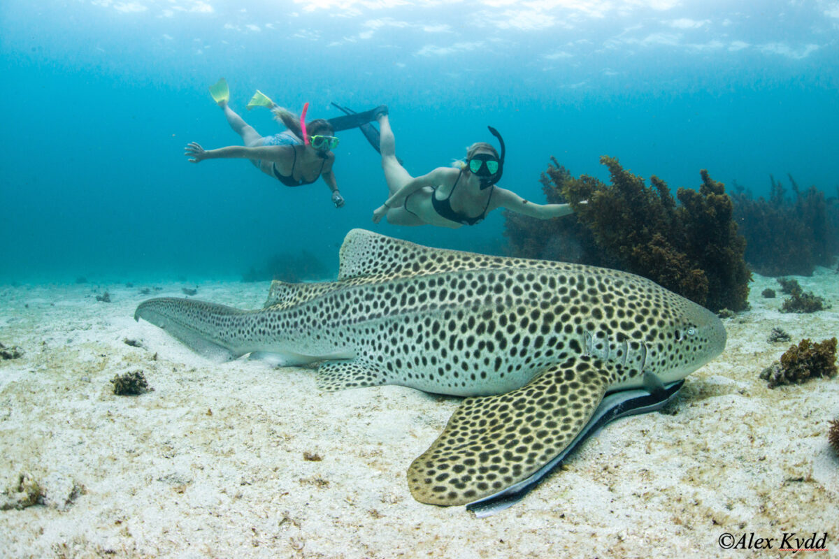Can we undo extinction? A growing effort to restore lost sharks 4 Leopard sharks have long been a favorite for snorkellers and divers due to their beautiful patterns. Photo courtesy of Alex Kydd.