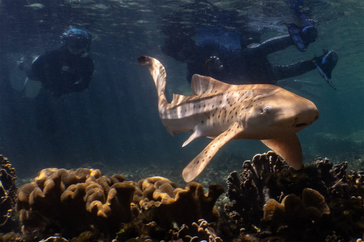 Can we undo extinction? A growing effort to restore lost sharks 16 Misool Foundation Shark Nannies follow “Camille", a leopard shark pup newly released into Batbitim Lagoon in Raja Ampat. Photo by MV Erdmann