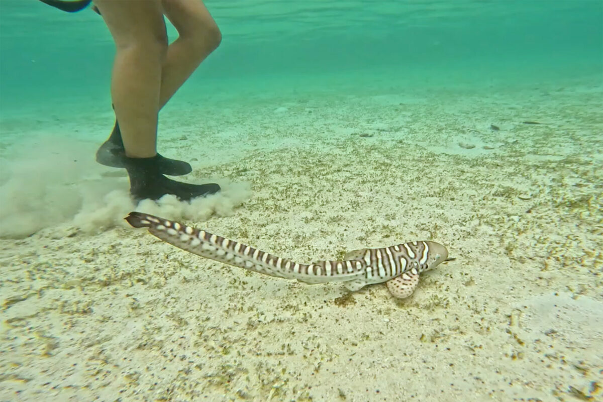 Can we undo extinction? A growing effort to restore lost sharks 15 Program Manager Nesha Ichida takes leopard shark pup “Claudio" for a walk in the Batbitim Lagoon as part of his preparation for release into the wild. Photo by MV Erdmann