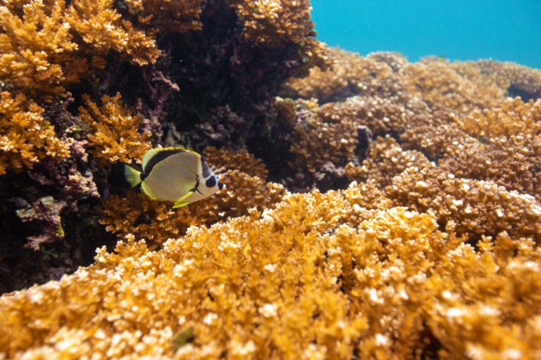 A barberfish (Johnrandallia nigrirostris) swimming through Pocillopora corals in Panama's Coiba National Park.