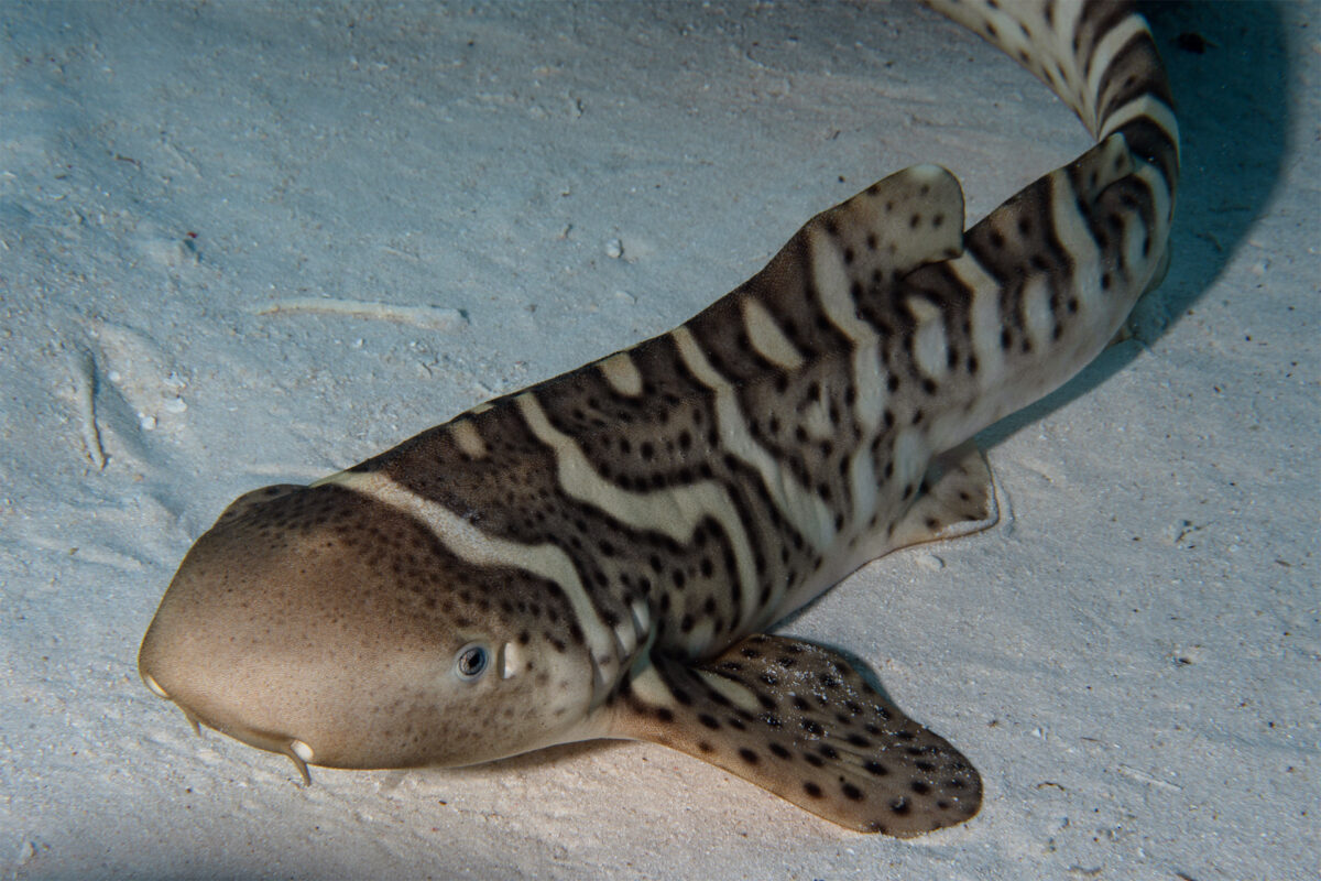 Can we undo extinction? A growing effort to restore lost sharks 25 Leopard shark pup “Mali” on the sandy bottom of the Batbitim Lagoon during a “training exercise” to encourage her to seek live prey. Photo by MV Erdmann