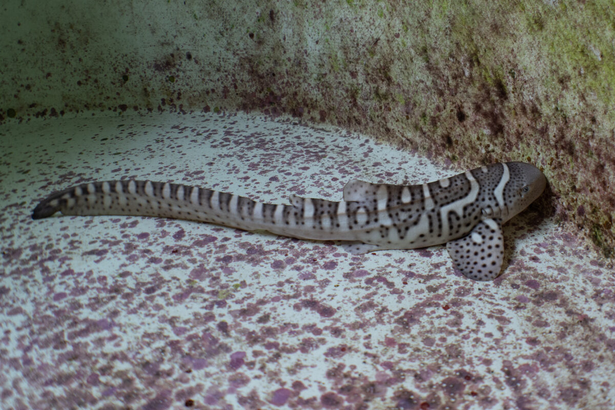 Can we undo extinction? A growing effort to restore lost sharks 8 “Kathlyn” resting on the bottom of a pup tank; a week later she was transferred to a sea pen to continue her growth and acclimitization before release into the wild. Photo by MV Erdmann