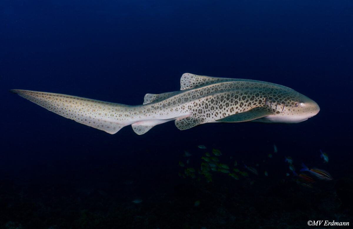 Can we undo extinction? A growing effort to restore lost sharks 2 An adult leopard shark at the North Stradbroke Island summer aggregation site in Australia. Photo by MV Erdmann