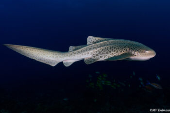 An adult leopard shark at the North Stradbroke Island summer aggregation site in Australia. Photo by MV Erdmann