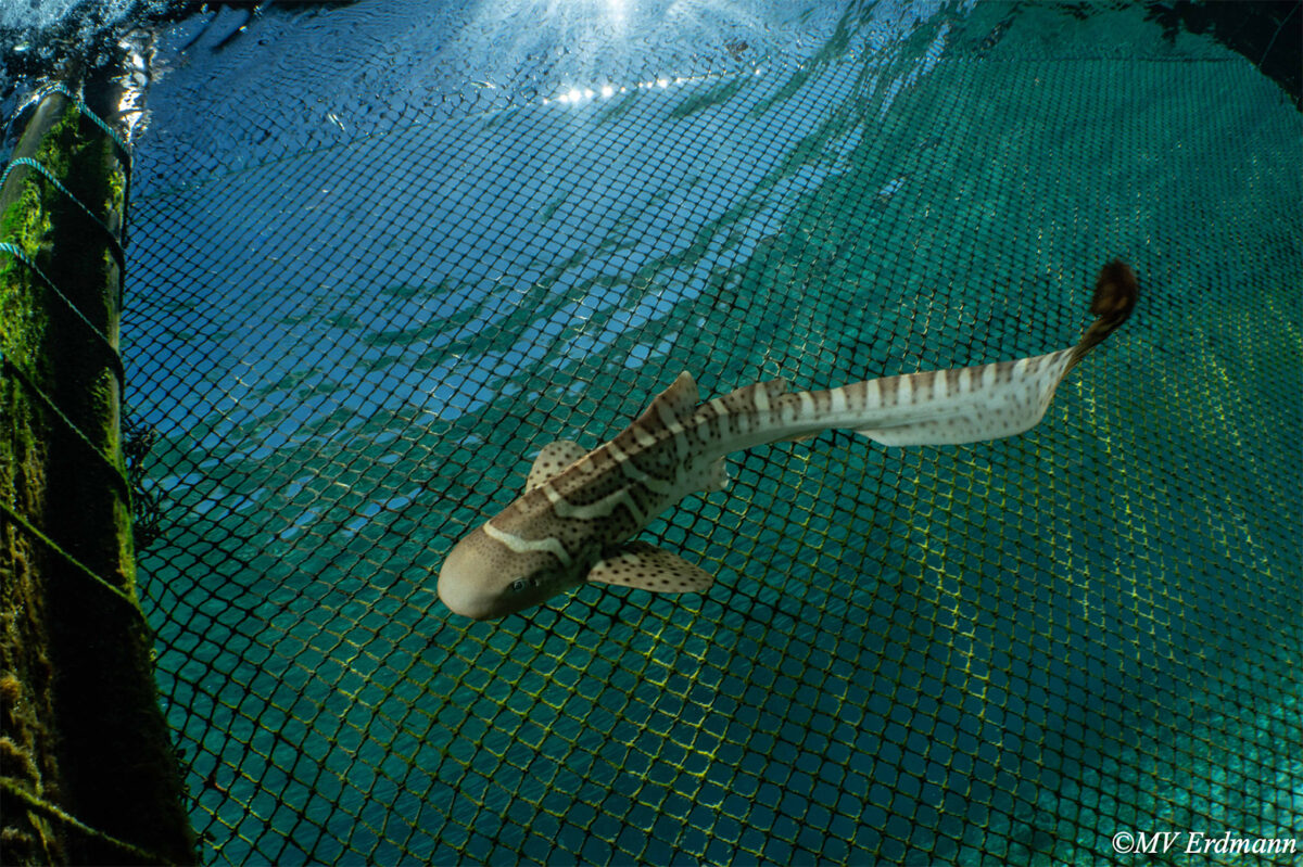 Can we undo extinction? A growing effort to restore lost sharks 7 “Audrey”, one of the first leopard shark pups to be released by the StAR program, swimming in the sea pen at Kri Island a day before her release in January 2023. Photo by MV Erdmann