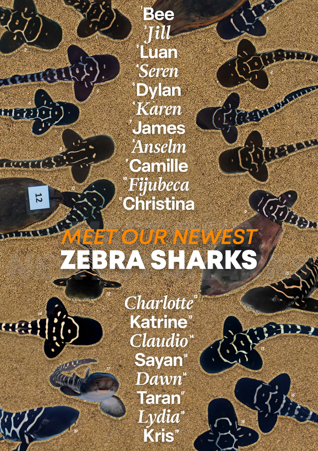 Can we undo extinction? A growing effort to restore lost sharks 20 Infographic announcing the hatching of 19 new pups (with names chosen by their adopting “parents”) in early 2024. Infographic by Nat Soon.