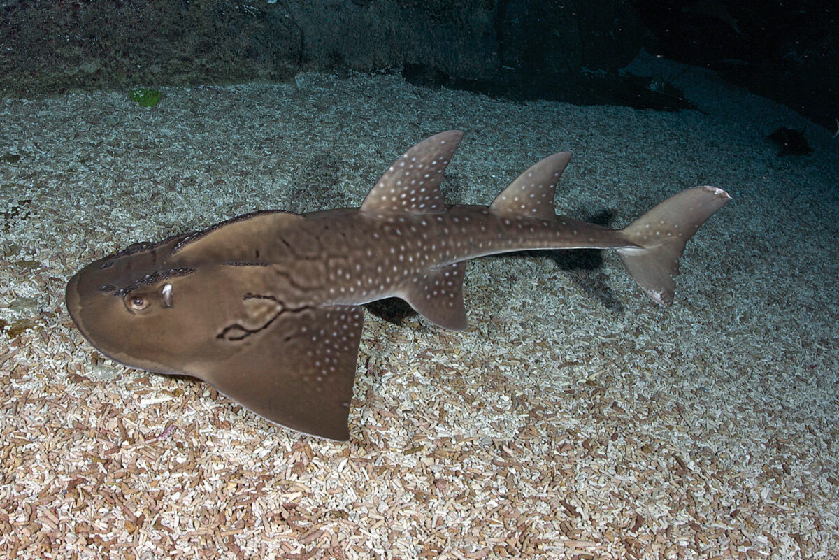 Can we undo extinction? A growing effort to restore lost sharks 22 The bowmouth guitarfish (Rhina ancylostoma), a critically endangered ray and a strong candidate as the next ReShark focal species. Photo by MV Erdmann
