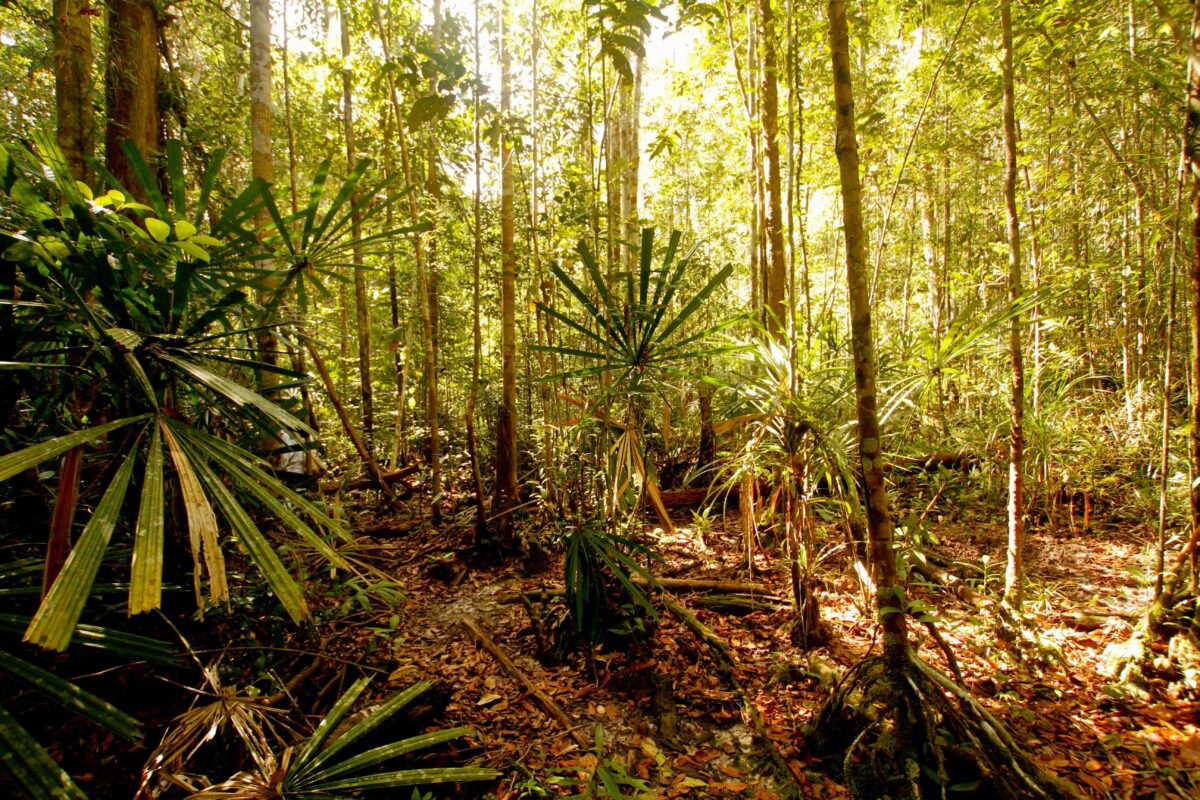 Study maps rare Borneo forests with unique habitats & urgent need for protection