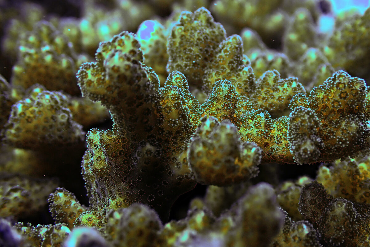 Microbiomes may be corals’ secret weapon against climate change: Study – Mongabay