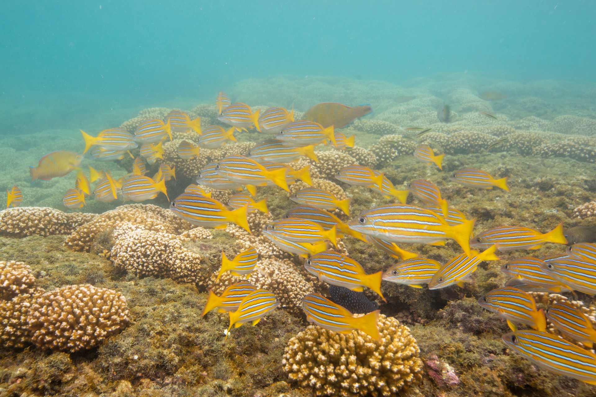 A school of blue and gold snappers (Lutjanus viridis) in a Pocillopora coral reef in Panama's Coiba National Park.
