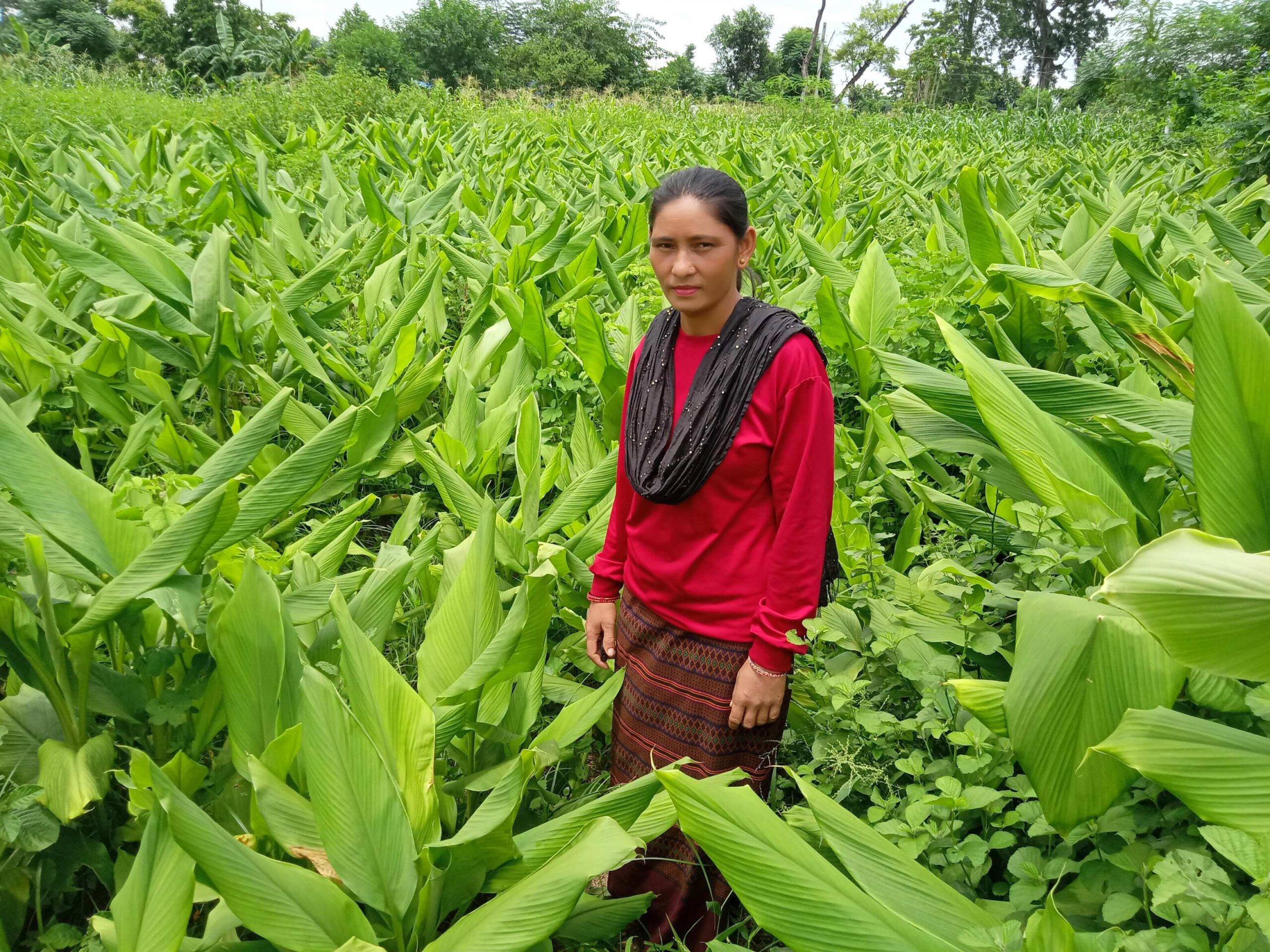 In western Nepal, farmers switch to growing turmeric; elephants stay away 2 In western Nepal, farmers switch to growing turmeric; elephants stay away