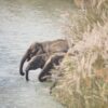 Wild elephants drinking from a stream near Bardiya National Park in Nepal. Image courtesy of Bardiya National Park.