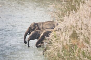 Wild elephants drinking from a stream near Bardiya National Park in Nepal. Image courtesy of Bardiya National Park.
