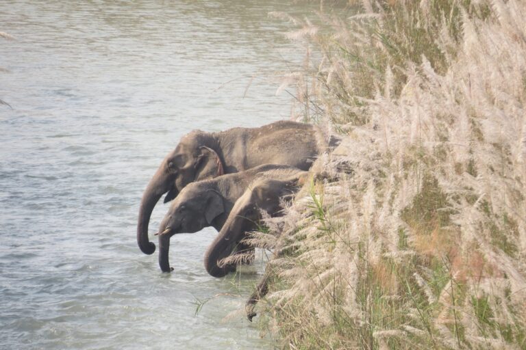 Wild elephants drinking from a stream near Bardiya National Park in Nepal. Image courtesy of Bardiya National Park.