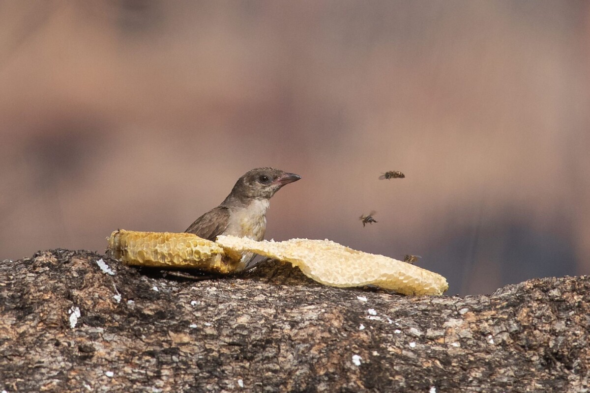 Eswatini’s young honey-hunters sustain a rare bond with wild birds