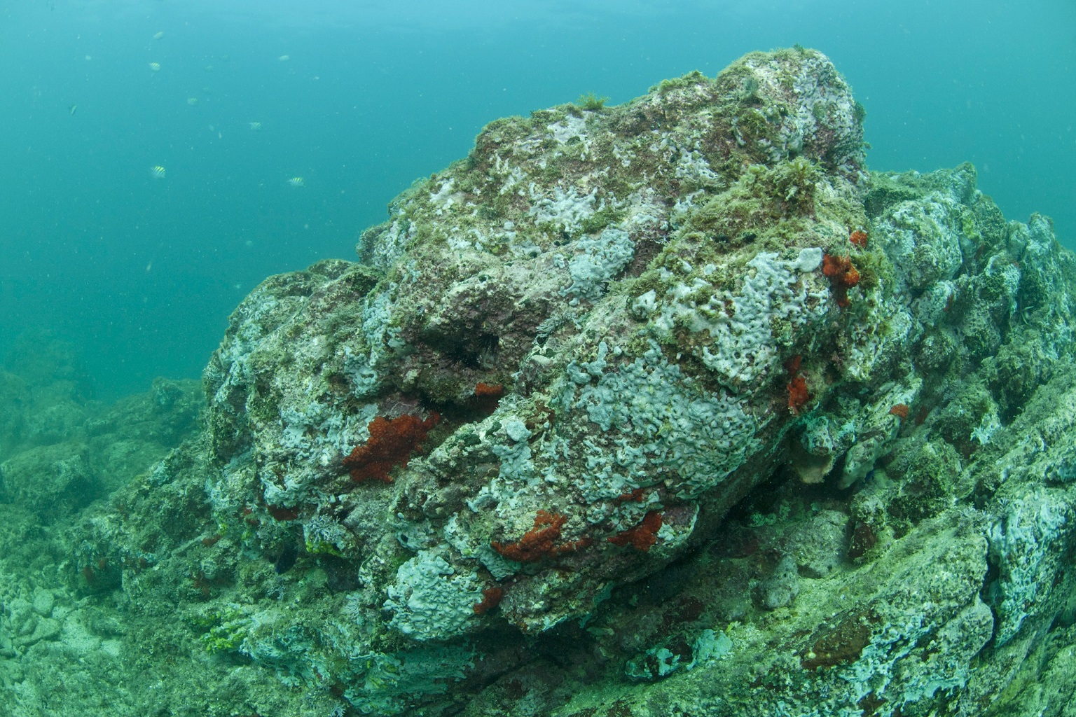 Cabo Pulmo National Park, a Marine Protected Area (MPA) on Baja California peninsula in Mexico where fishing was banned in 1995, photographed during the first surveys in 1999 (top); and in 2009 (bottom), after less than 15 years of recovery.