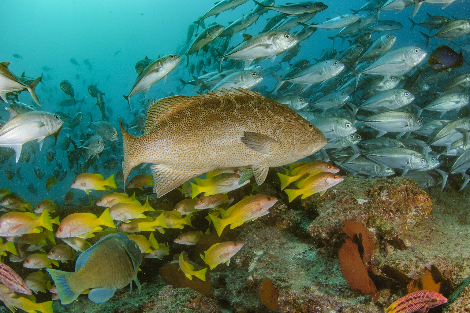 Cabo Pulmo National Park, a Marine Protected Area (MPA) on Baja California peninsula in Mexico where fishing was banned in 1995, photographed during the first surveys in 1999 (top); and in 2009 (bottom), after less than 15 years of recovery.