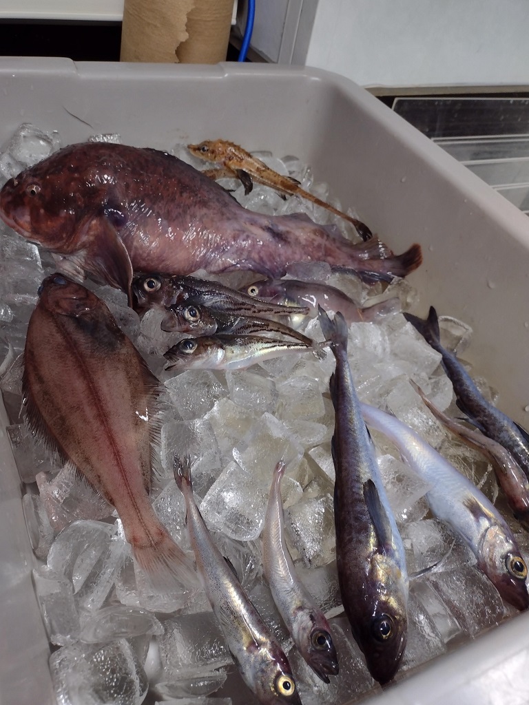 Fish caught during a research trawl in the Arctic, from top to bottom: Arctic alligator fish, snailfish, sculpins, Greenland halibut, ice cod and arctic cod. Arctic cod is one of the fish that researchers see becoming more abundant relative to other species as summer sea ice cover declines.