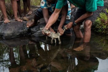 The local community of Dunoy is releasing a juvenile specimen in a small creek adjacent to the Disulap River.