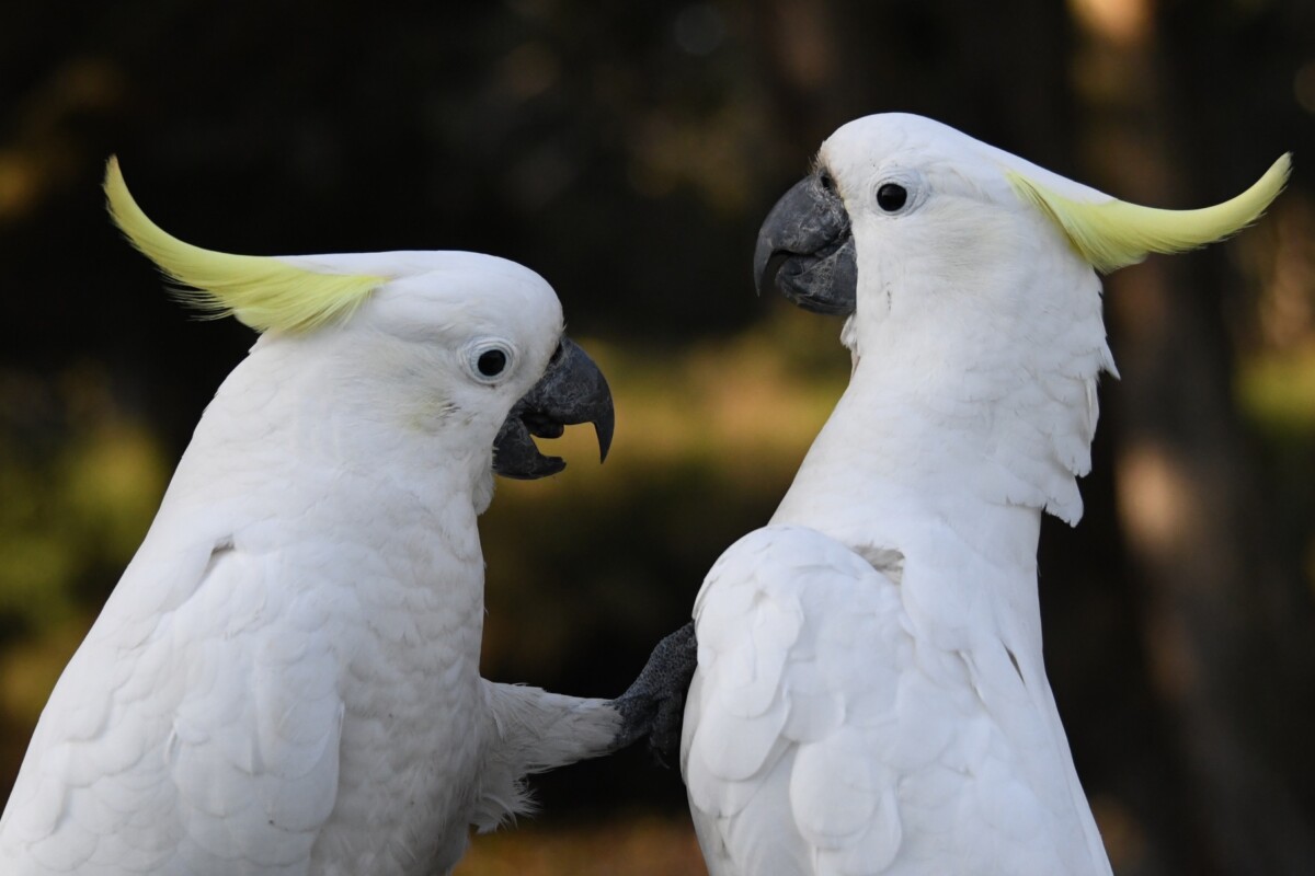 Cockatoos have at least 30 impressive dance moves: Study
