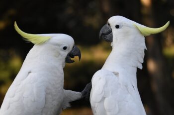 Sulfur-crested cockatoos. Image by Sardaka via Wikimedia Commons (CC BY-SA 4.0).