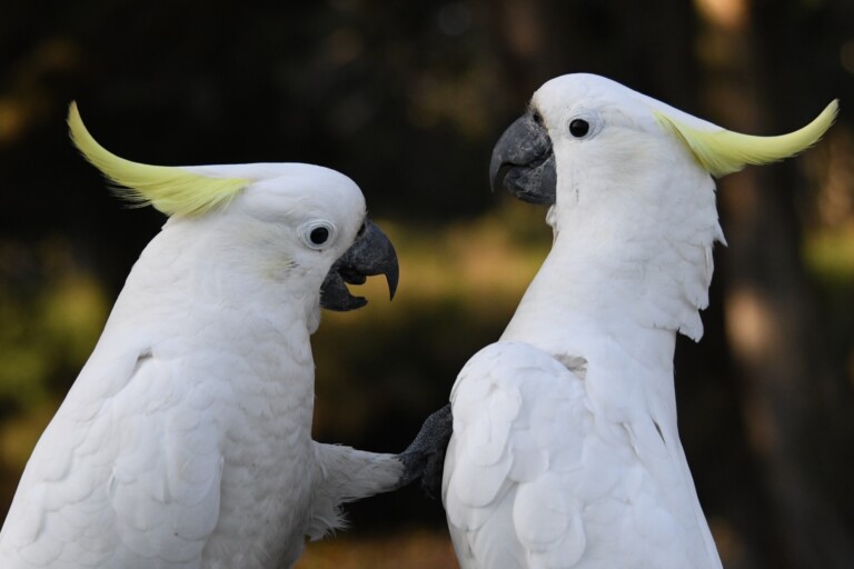 Cockatoos have at least 30 impressive dance moves: Study