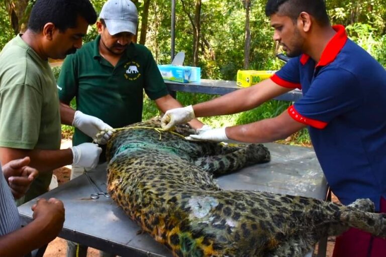 Conservationists warn of targeted poaching behind Sri Lanka’s leopard killings 6 Conservationists warn of targeted poaching behind Sri Lanka’s leopard killings