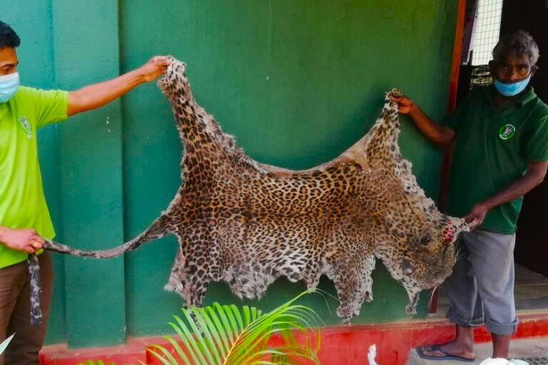 Conservationists warn of targeted poaching behind Sri Lanka’s leopard killings 9 Conservationists warn of targeted poaching behind Sri Lanka’s leopard killings