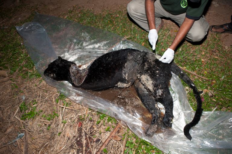 Conservationists warn of targeted poaching behind Sri Lanka’s leopard killings 7 Conservationists warn of targeted poaching behind Sri Lanka’s leopard killings