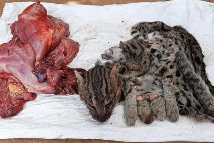 Conservationists warn of targeted poaching behind Sri Lanka’s leopard killings 8 Conservationists warn of targeted poaching behind Sri Lanka’s leopard killings