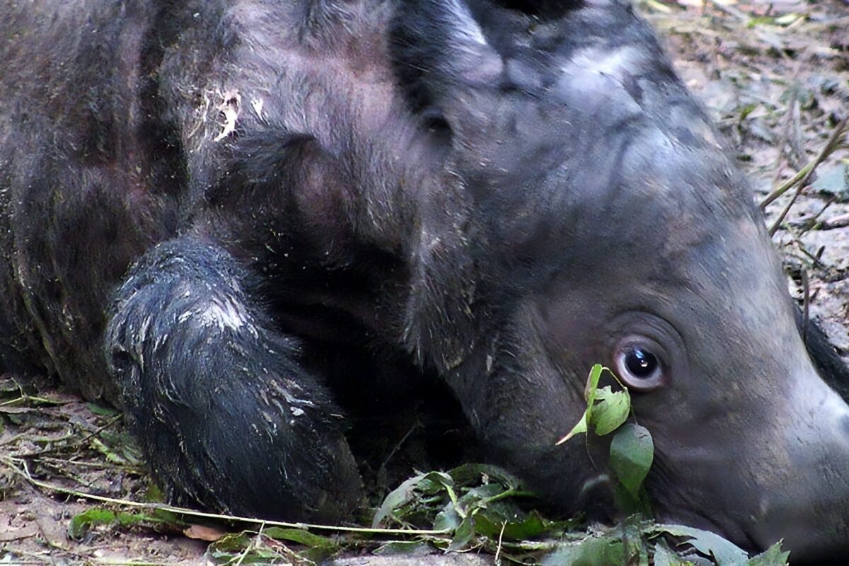 Javan rhino numbers plunge; Sumatran rhinos remain near extinction: Report