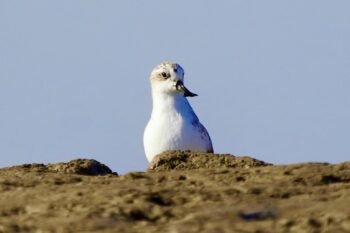 Spoon-billed sandpiper in Tiaozini, China.