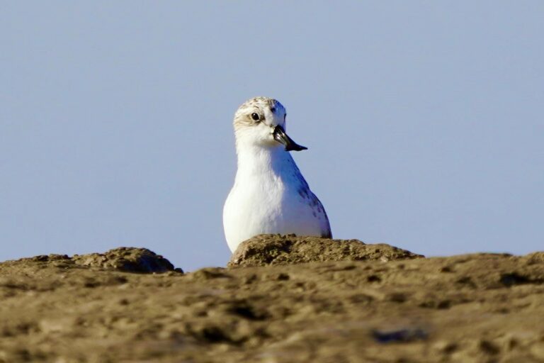 Spoon-billed sandpiper in Tiaozini, China.