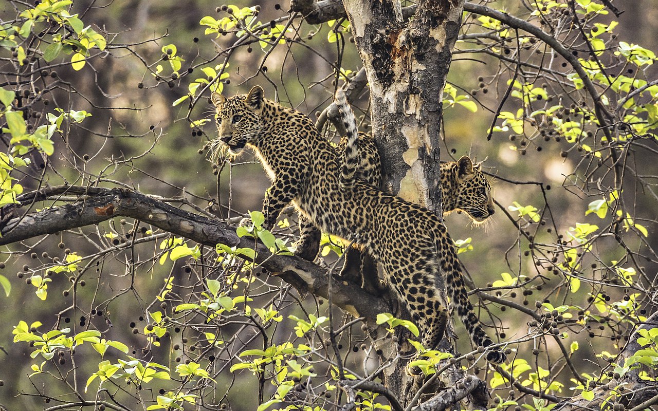 In India, humans & leopards meet near major cities; preserving habitat is crucial 2 Two leopards photographed in India's Satpura National Park, in Madhya Pradesh.