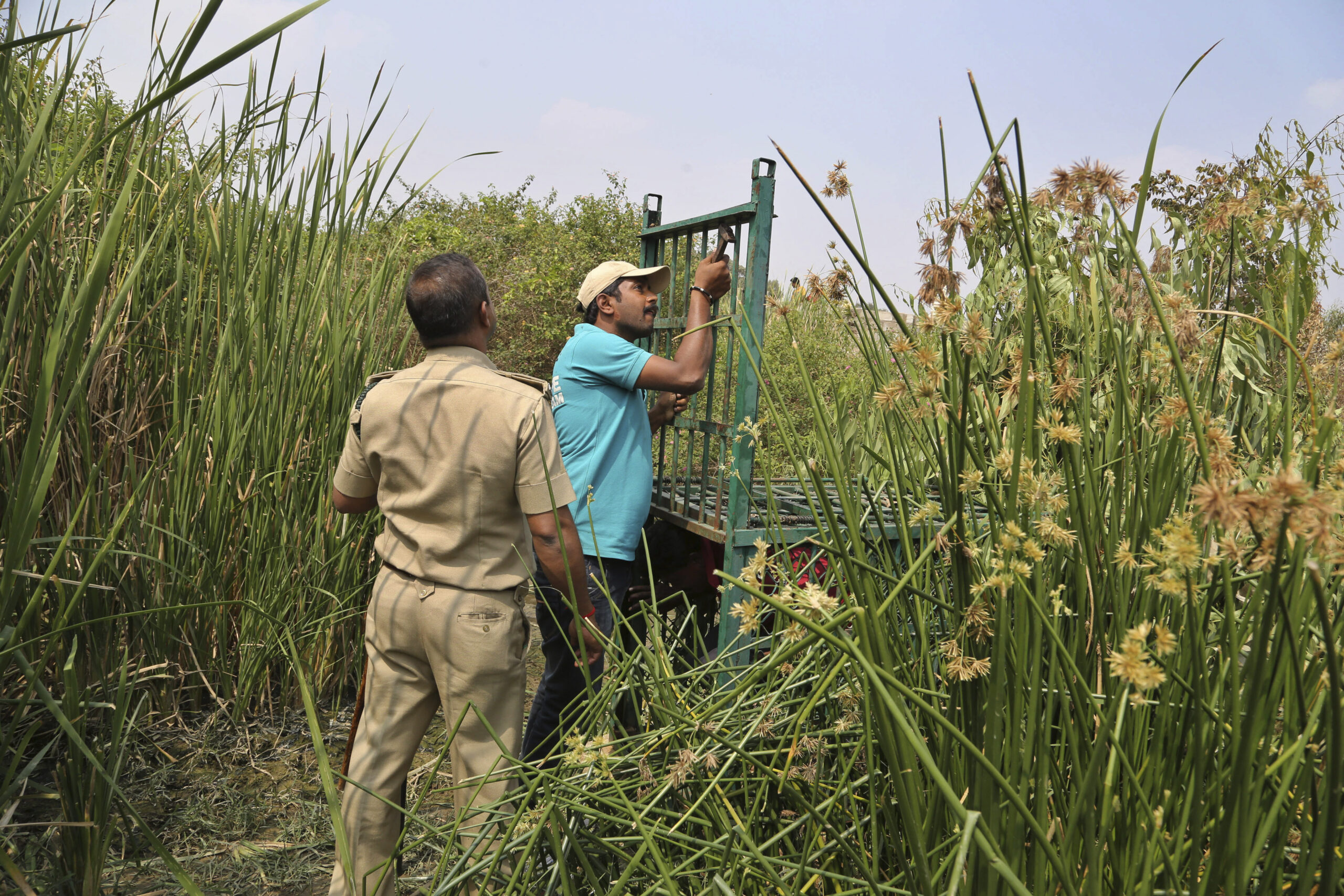 In India, humans & leopards meet near major cities; preserving habitat is crucial 3 Indian forest workers set up a cage as a trap after residents spotted a leopard in the outskirts of Bengaluru, India, in 2016