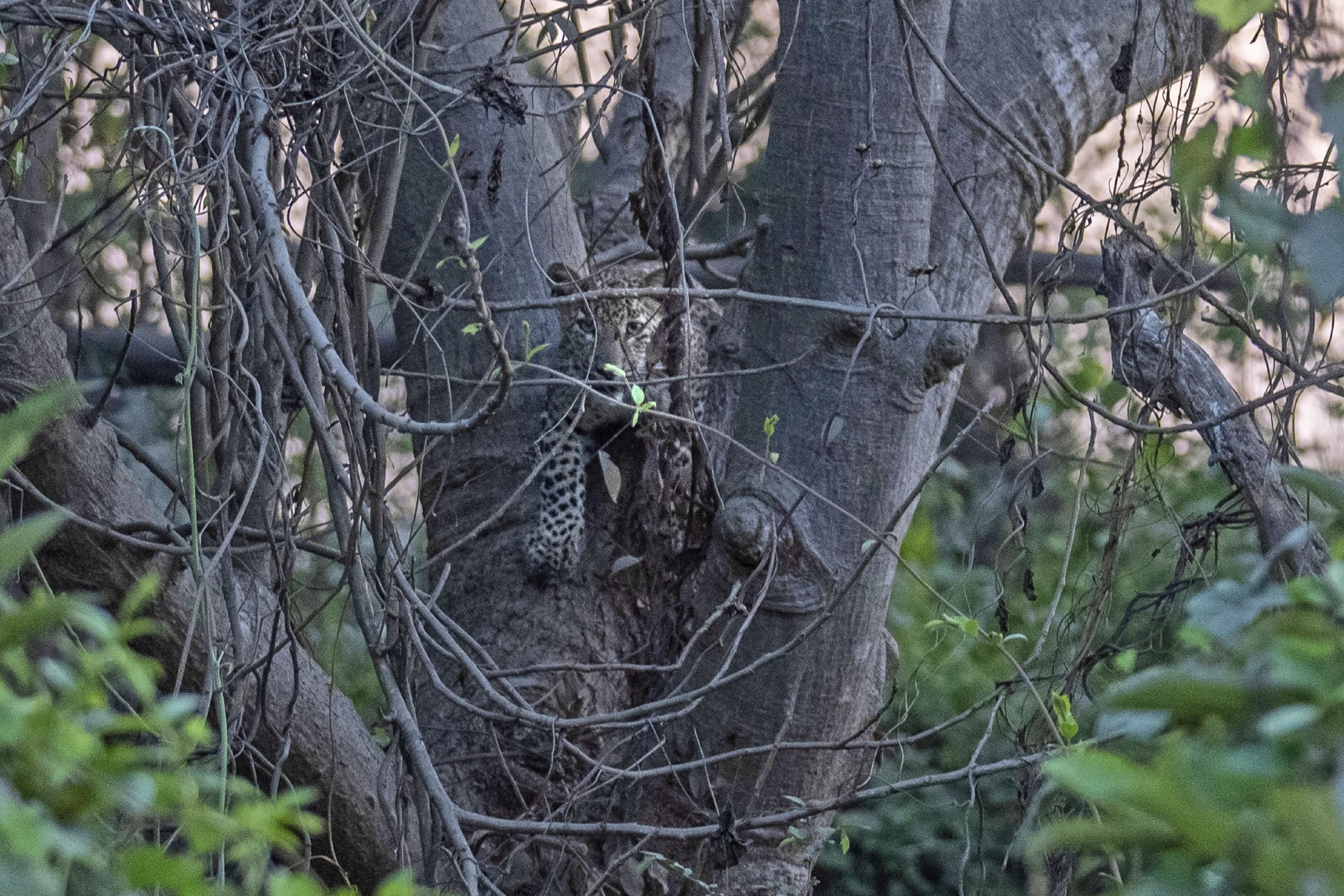 In India, humans & leopards meet near major cities; preserving habitat is crucial 4 A leopard cub sits on a tree near the south end of Sanjay Gandhi National Park, in Mumbai, India, in 2022. According to a recent report, Bengaluru has surpassed Mumbai as the Indian city with the greatest number of leopards.