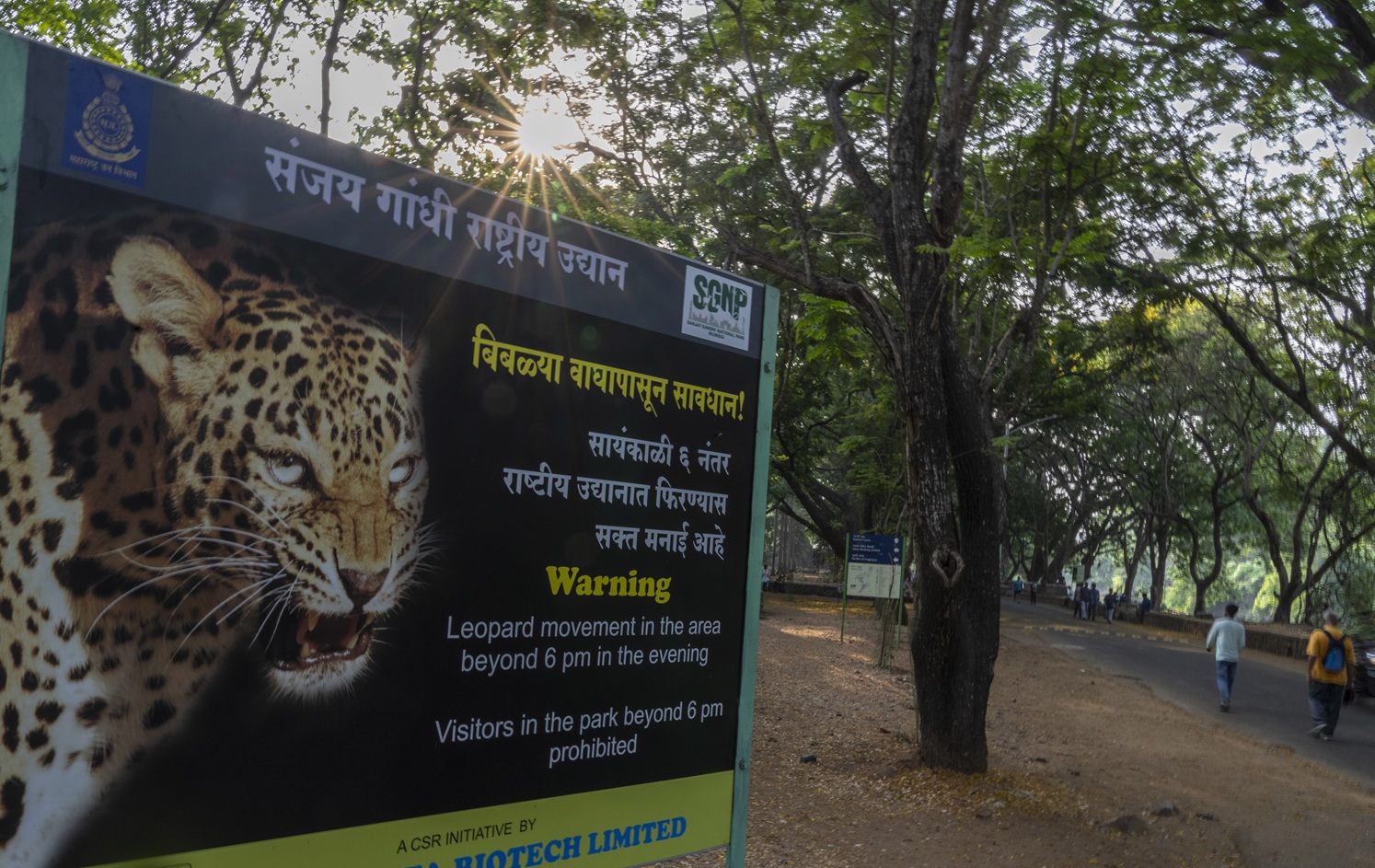 In India, humans & leopards meet near major cities; preserving habitat is crucial 5 A warning signboard stands in Sanjay Gandhi National Park, in Mumbai, prohibiting visitors and daily walkers from walking in the forest after 6 p.m., a time considered most active for leopards.