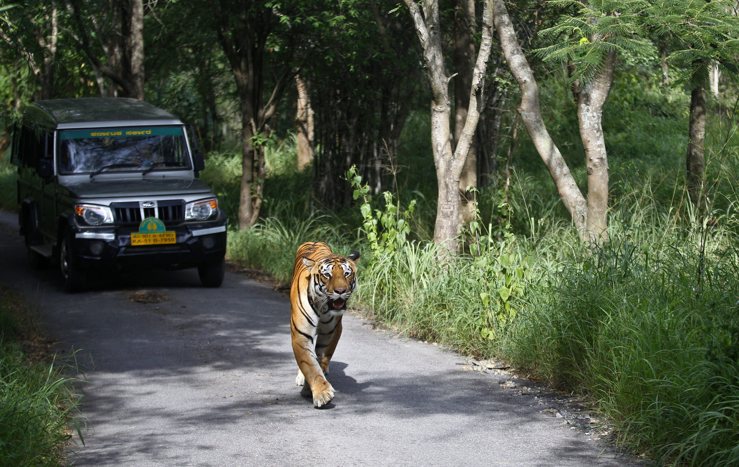 In India, humans & leopards meet near major cities; preserving habitat is crucial 6 In this 2015 file photo, a tiger walks along a road ahead of a vehicle in Bannerghatta National Park outside of Bengaluru. Researchers say the park’s low number of tigers could be one reason the park’s leopard population is so high.