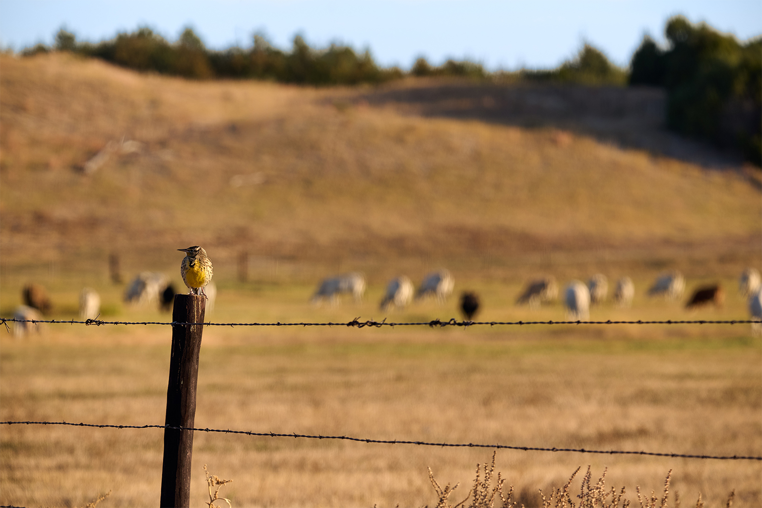 A western meadowlark at the Audubon Certified Bird-Friendly Fairhead Ranch in Nebraska's Sandhills region.